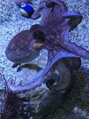 Gulf Specimen Marine Lab