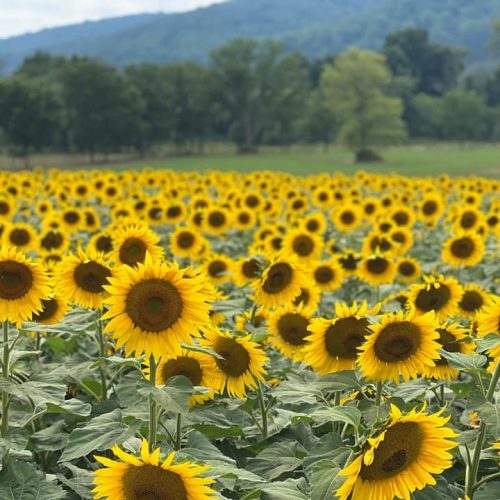 Von Thun Farms